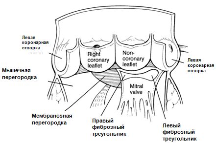 Схематической изображение анатомофизиологических взаимотношений в области аортального клапана