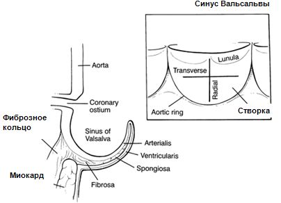 Створка аортального клапана